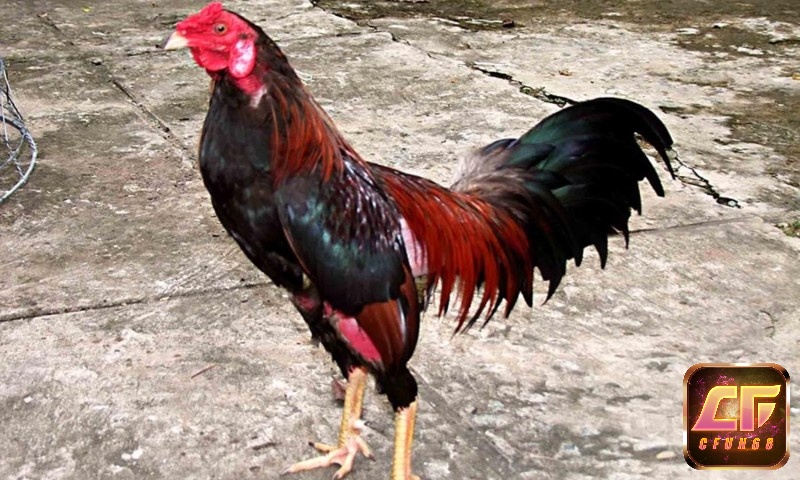 Cách xem tướng gà đá tốt mang lại lợi ích gì?
