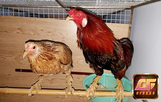 Giống gà vảy rồng hiện được nhân rộng khá nhiều