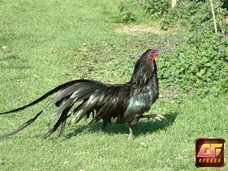 Sumatra là một biểu tượng của sự mạnh mẽ và duyên dáng