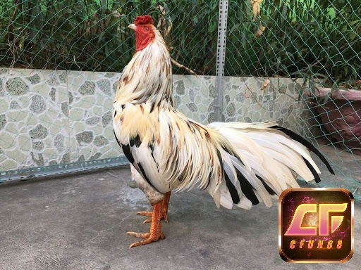 Gà chọi vàng đang được ưa chuộng bởi người chơi trong nước hiện nay