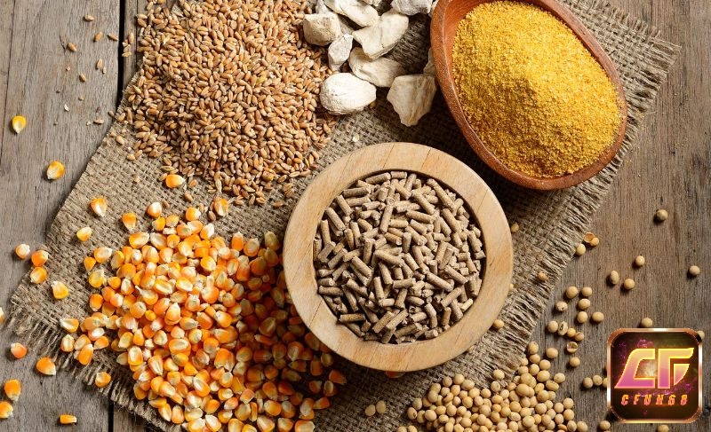 Chế độ dinh dưỡng hợp lý là điều rất quan trọng khi chăm sóc gà chọi vàng