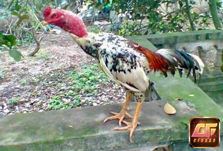Gà chọi vàng được nhiều kê thủ yêu thích bởi sự lì lợm và hung dữ của chúng