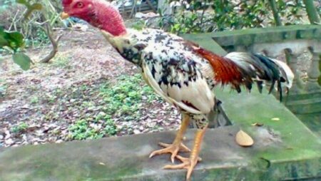 Gà chọi vàng: Giống gà chọi đang được nhiều người ưa chuộng