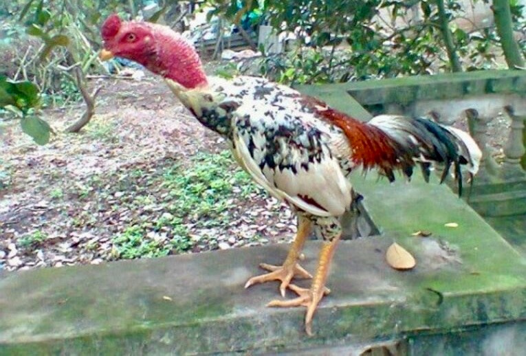 Gà chọi vàng: Giống gà chọi đang được nhiều người ưa chuộng