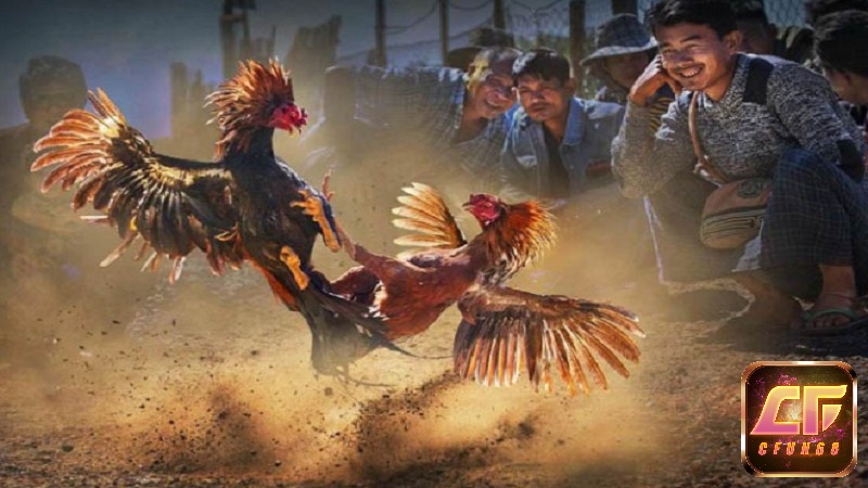 Khi gà sở hữu vảy xuyên đao sẽ mang nhiều ý nghĩa đặc biệt cả về tâm linh lẫn sức mạnh