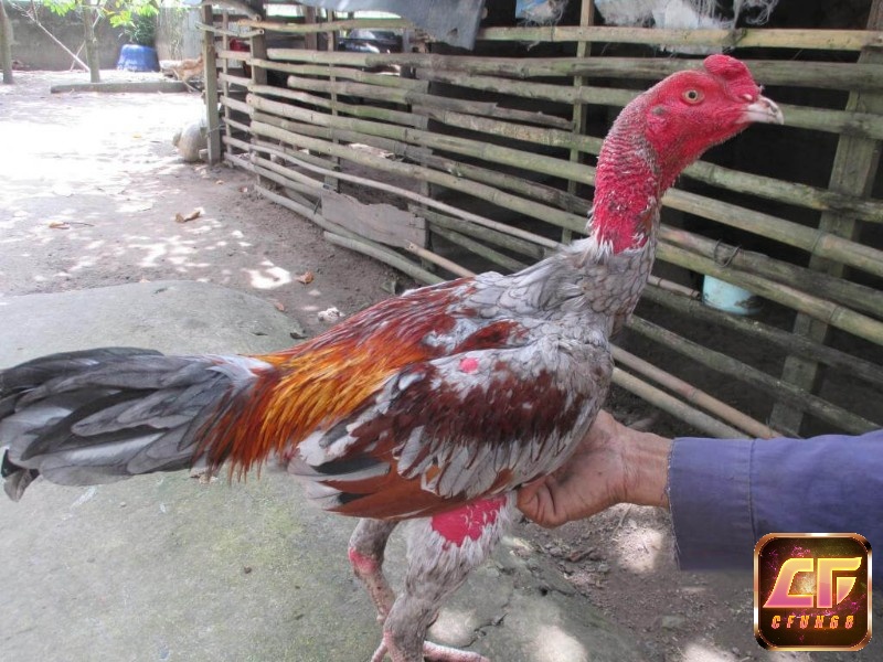Chăm sóc bộ chân đặc biệt là vảy xuyên đao để giúp gà ngày càng mạnh mẽ hơn