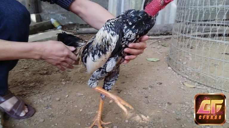 Khi nuôi gà vảy xuyên đao bạn cũng cần lưu ý đặc biệt đến chế độ nghỉ ngơi giúp gà đảm bảo được sức khỏe
