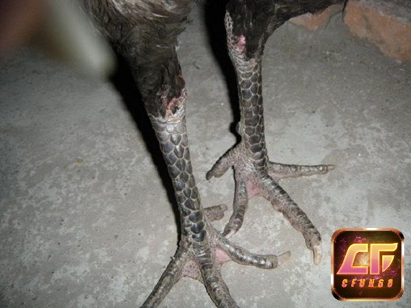 Để có thể xem vảy chân gà chính xác bạn cần xem xét một cách có hệ thống